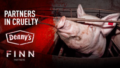 Denny’s and Finn Partners: allies in animal cruelty