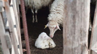 Criminal charges sought by Animal Equality for lamb cruelty