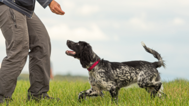 8 Behaviors And Commands Every Dog Should Know