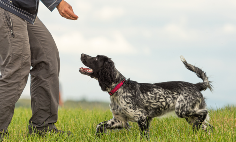 8 Behaviors And Commands Every Dog Should Know