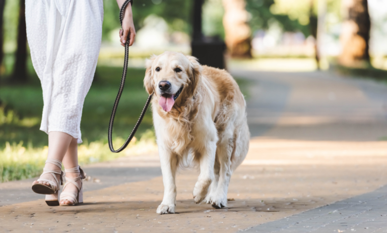 Amazing Benefits Of Walking Your Dog Regularly