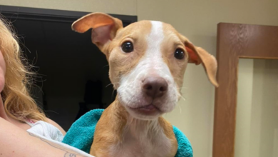 You Helped This Frail Puppy Dumped In A Crate Get Nursed Back To Health