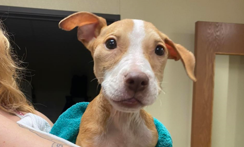 You Helped This Frail Puppy Dumped In A Crate Get Nursed Back To Health