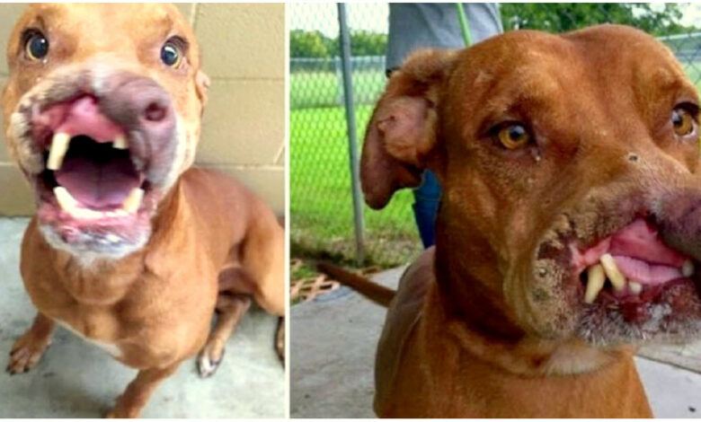 Family Dumps Their "Ugly Dog", Doctors Transformed Him With A ‘Life-Altering’ Surgery