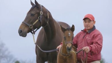 First Foal for Horse of the Year Flightline Arrives - Video -