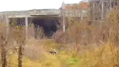 Man Follows Stray Into Abandoned Building, Finds Dogs Chained Inside