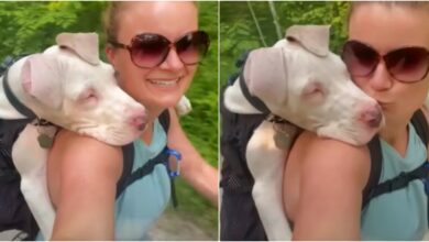 Great Dane Puppy Nuzzles Into Woman Who Overlooks His 'Defects'