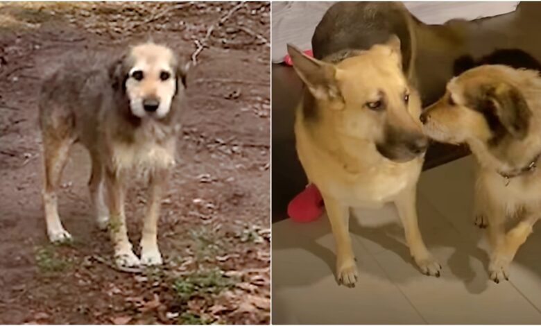 They Rescue Forgotten, Lonely Dog And Introduce Him To His New Doggy Sibling