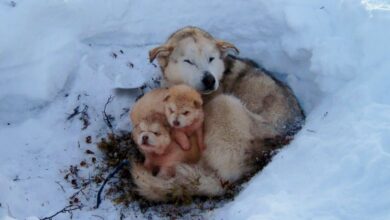 Savage And Selfish Act Leaves Dog And Babes Huddling In Snow