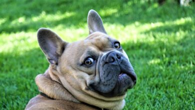 8 Dog Breeds With the Funniest Expressions When They're Confused