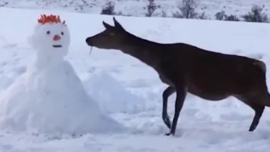 Deer Comes Across Snowman, 'Devours' It Entirely