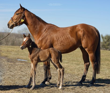 Fire At Will Sires First Reported Foal in New York