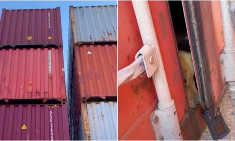 Patrolmen Lower Shipping Container To Inspect From 25 Feet Up, Snout Pops Out