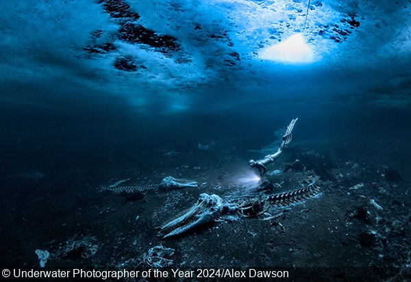 Underwater Photographer of the Year 2024 Results Announced