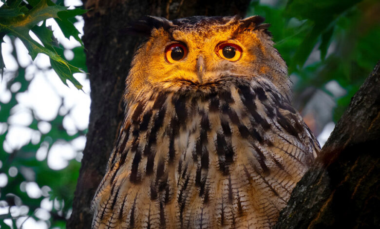 New York Mourns Flaco, an Owl Who Inspired as He Made the City His Own