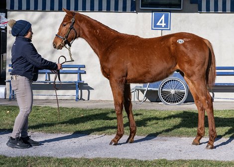 Discover Bay Nabs $300K Constitution Colt on Day 1