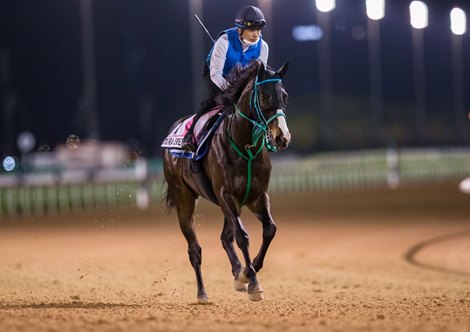 Talented, Diverse Field for Japan's February Stakes