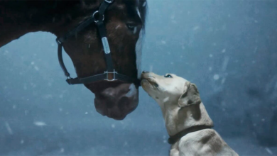 Budweiser Clydesdales Super Bowl 2024 Commercial: They're Back