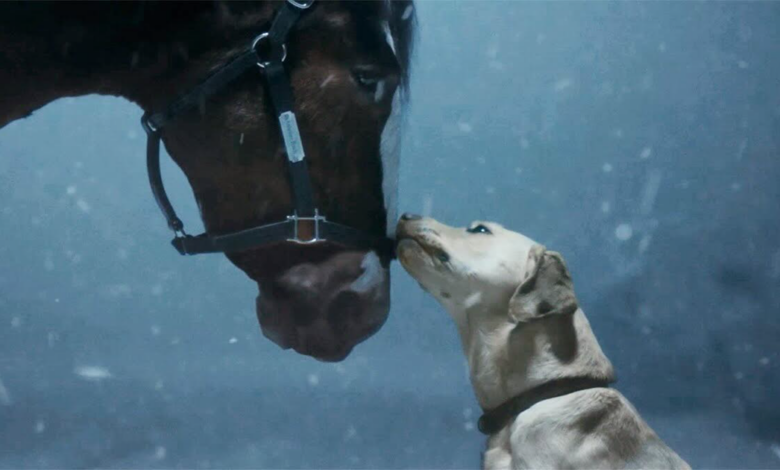 Budweiser Clydesdales Super Bowl 2024 Commercial: They're Back