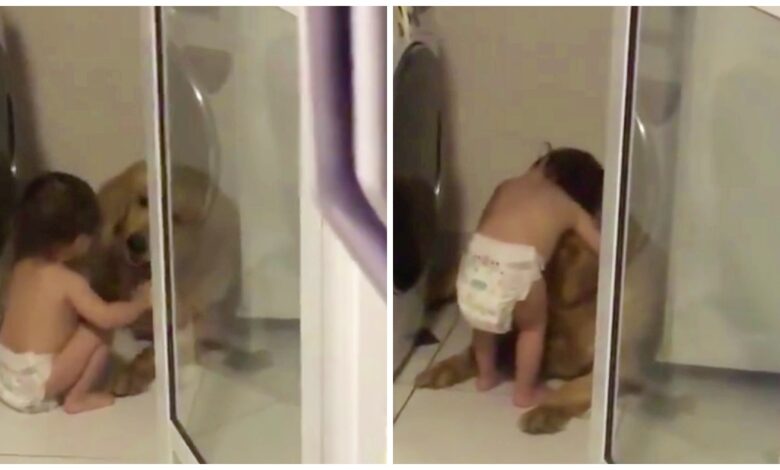 Diapered Toddler Comforted 'Frightened' Golden Retriever During Thunderstorm