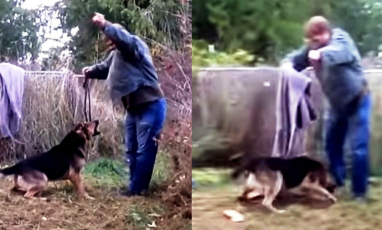 Man Tried To Free Dog Who Was Chained All His Life But Dog Lunges Right At Him