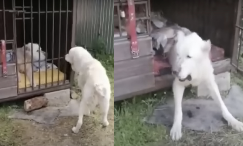 Severely 'Malnourished' Dog Couldn’t Move Until He Witnessed His Injured Friend Walk