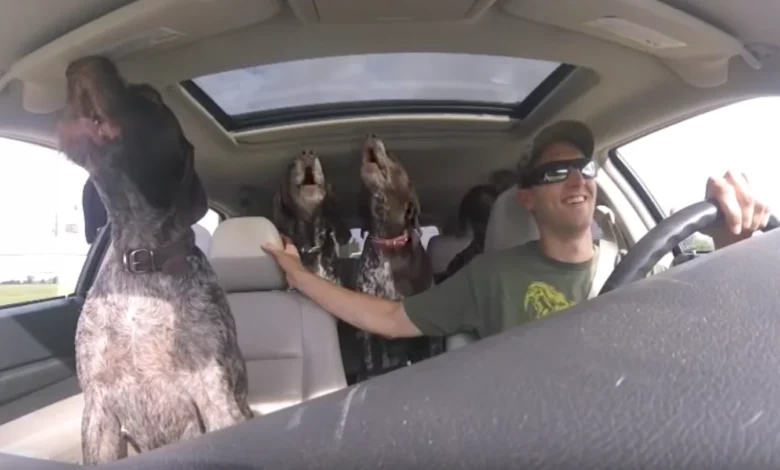 Dad Sets Up Camera To Show The 4-Gigantic Dogs 'Go-Crazy' On The Way To Their Favorite Place