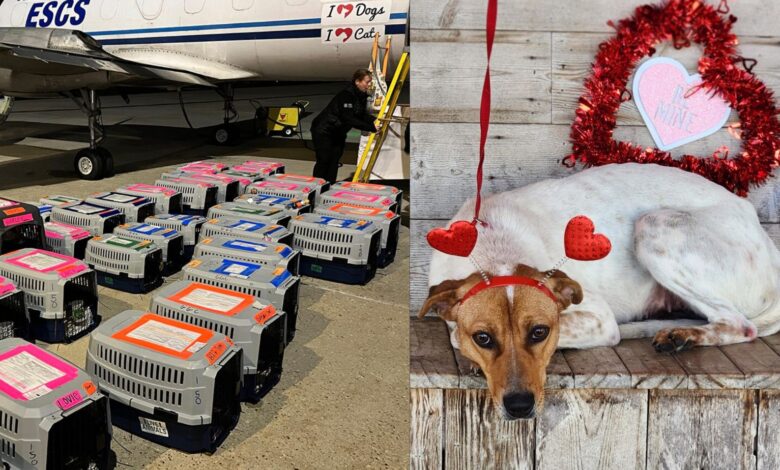 They're Loading Up a Plane Full of "Death Row Dogs" & Flying Them to Safety for Valentine's Day