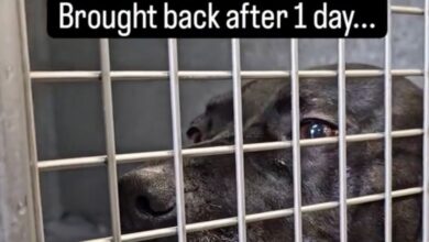 Dog Who Spent 900 Days in Shelter Returned After Being Adopted for Only 1 Day