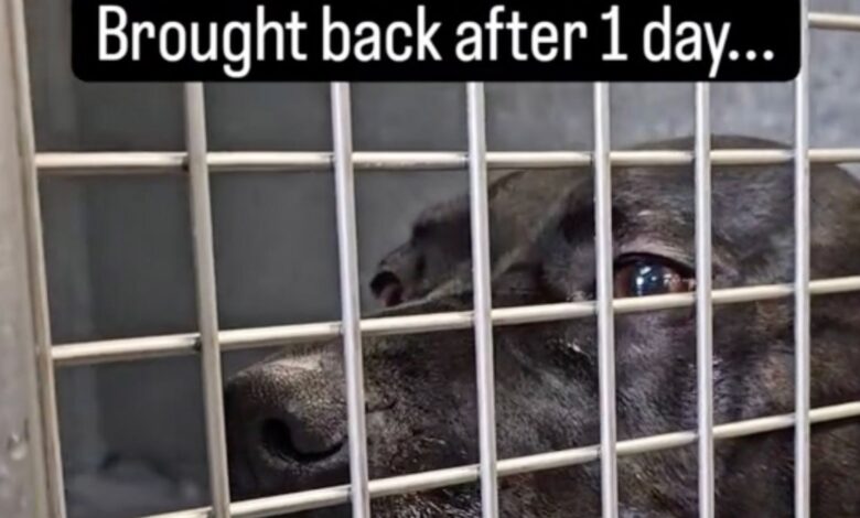 Dog Who Spent 900 Days in Shelter Returned After Being Adopted for Only 1 Day