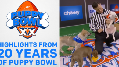 Watch 20 Years of Puppy Bowl Highlights From Animal Planet