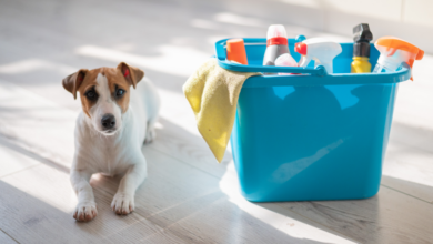 Spring Cleaning Tips And Products For Dog Parents