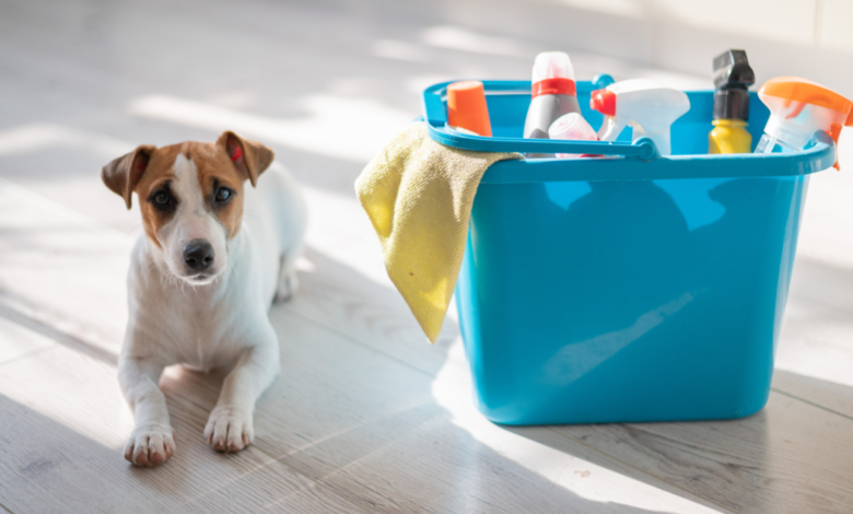 Spring Cleaning Tips And Products For Dog Parents