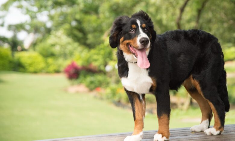 12 Dog Breeds Most Prone to Cancer