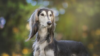 5 Dog Breeds That Look Like They Came from Another Planet
