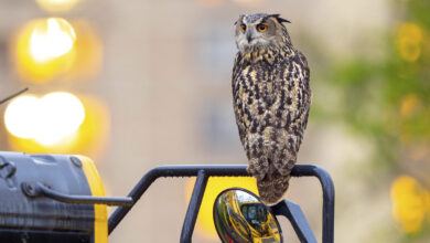 Flaco the Central Park Zoo owl's escape remains a mystery one year later : NPR
