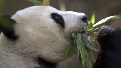 China says it plans to send more pandas to the San Diego Zoo this year : NPR