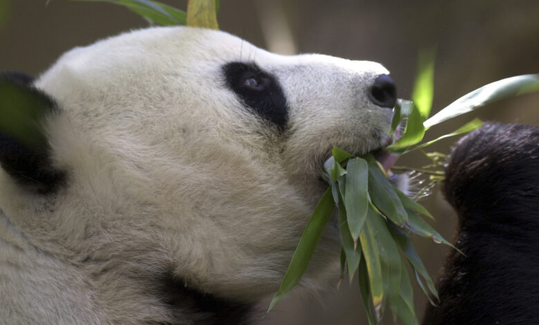 China says it plans to send more pandas to the San Diego Zoo this year : NPR
