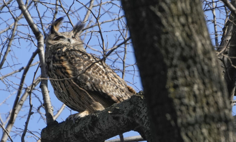 Flaco, the beloved New York owl, died after colliding with a building : NPR