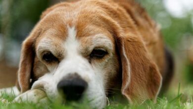 10 Dog Breeds with the Most Melodramatic Reactions