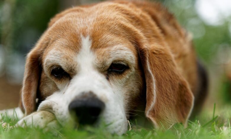 10 Dog Breeds with the Most Melodramatic Reactions