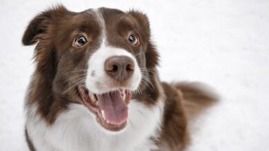 11 Dog Breeds Whose Enthusiasm for Life Is Incredibly Infectious