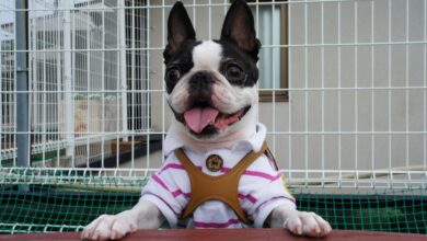 Boston Terrier Lifespan - What to Expect & How to Help a Boston Terrier Live Longer