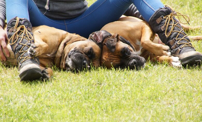 6 Dog Breeds Most Likely to Snore Louder Than Your Grandpa