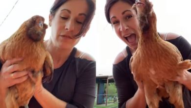 Endearing Chicken 'Melted' Hearts Cackling With Laughter When Woman Tickles Her Sides