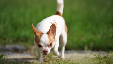 10 Dog Breeds Similar to Chihuahuas