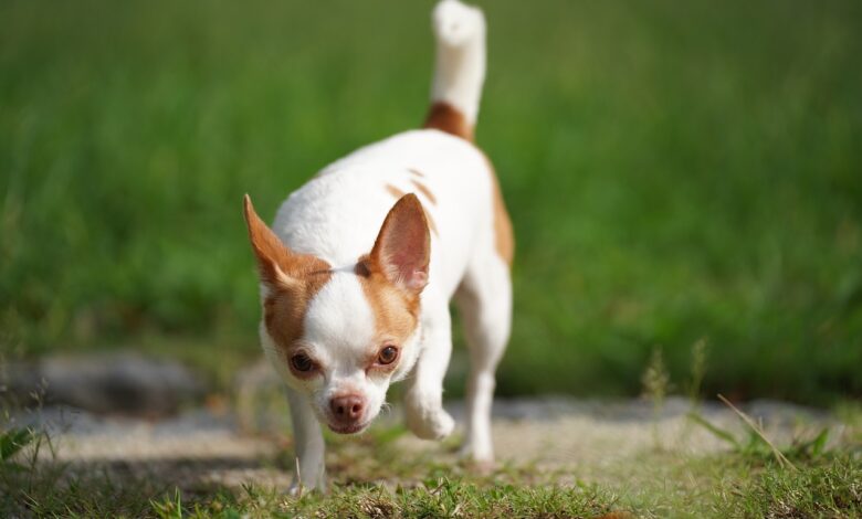 10 Dog Breeds Similar to Chihuahuas