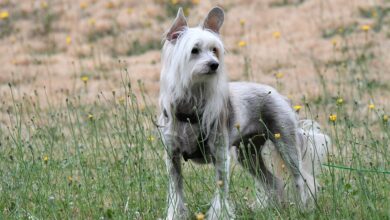 5 Dog Breeds That Could Easily Be Mistaken for Mythical Creatures