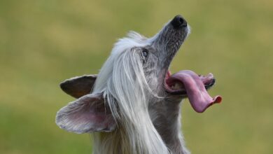 10 Life Lessons You Can Learn from a Chinese Crested
