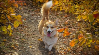 Why Do Dogs Chase Their Tails? The Funny Truth Behind It